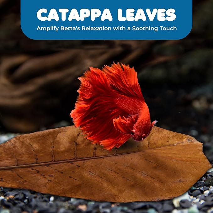 SunGrow Betta Leaves, Beneficial Indian Almond Leaves for Overall Development