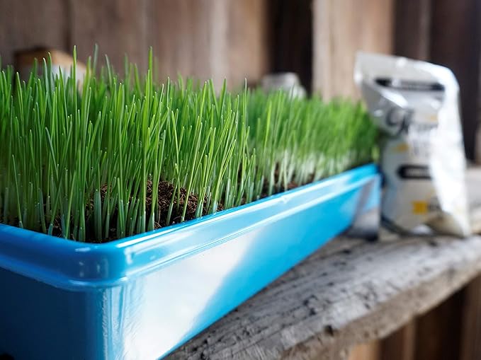 Non-GMO, Thunder Acres Premium Wheat Seed, Cat Grass Seed, Wheatgrass, Hard Red Winter Wheat (1 lbs.)