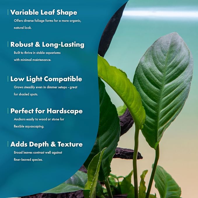 Anubias Live Aquarium Plants - Potted Freshwater Plant for Fish Tanks, Terrariums - Beginner Friendly Low Light (Heterophylla, 1 Pot)