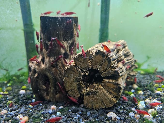 Natural Cholla Wood for Aquarium Decoration Shrimp and Fish Tank (4 Inch (2 Pack))