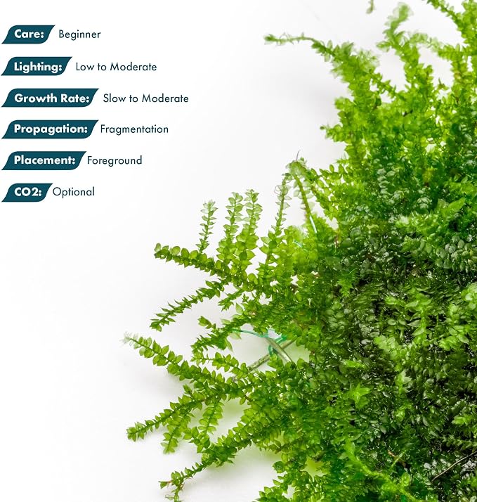 Mini Christmas Moss on Steel Mesh Live Aquarium Plant - Freshwater Fish Tank Decorations for Natural Décor