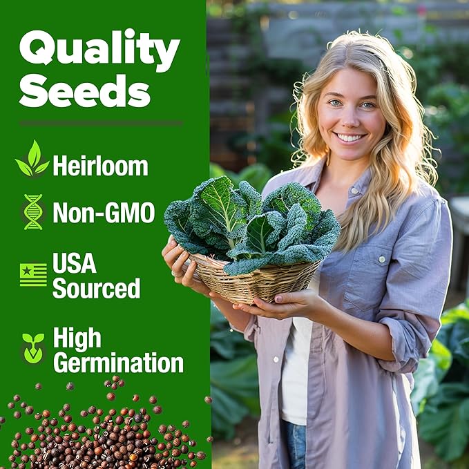 HOME GROWN Georgia Southern Collard Green Seeds 600+ Heirloom Non-GMO Seeds for Planting, High Germination, Heat Tolerant Leafy Green, Slow to Bolt, Nutritious Southern Classic (Brassica oleracea)