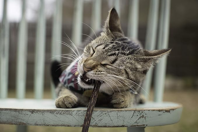 Meowy Janes Matatabi Chew Sticks 2.0 - Silvervine Powder Coated Vine - Natural Cat Toy and Cat Treat