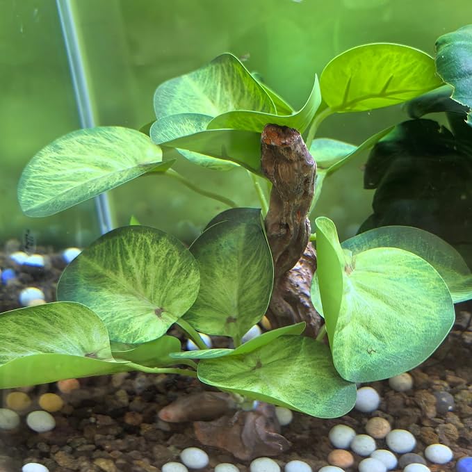 M2cbridge Fish Tank Plastic Soft Grass Water Plants Round Leaves 2pcs | zero maintenance, soft without scratching, healthy underwater home
