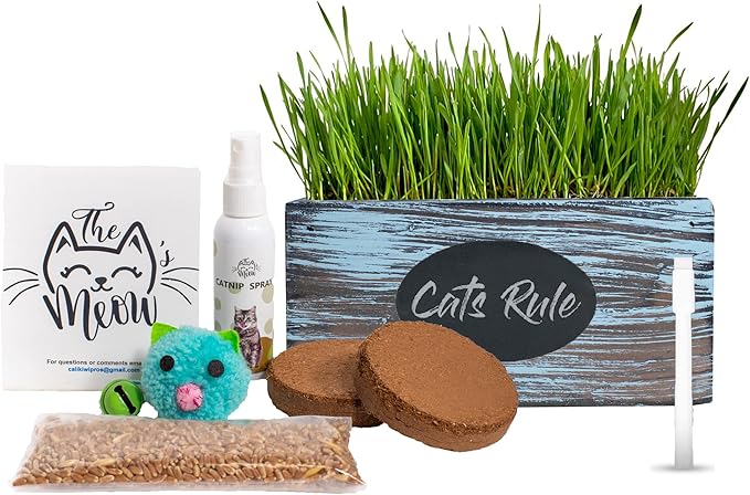 Cat Grass for Indoor Cats - Ornamental Indoor Planter with Pet/Cat Grass Growing kit, Handcrafted in the USA from Red Cedar (Aged Tourquoise)