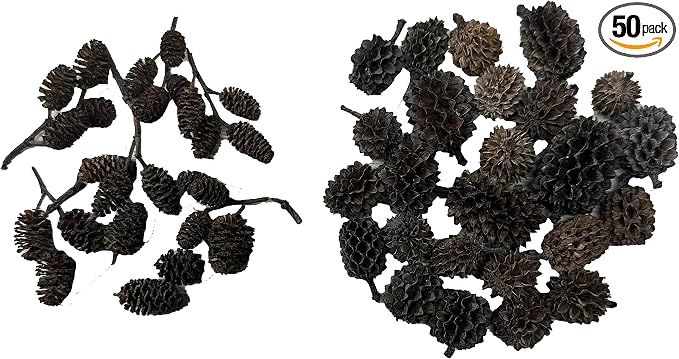 50 (25 ea) Alder & Casuarina Cone Mix, Blackwater Aquarium, Betta & Shrimp | Natural tannins Botanicals Softwater Leaf litter Shrimp habitat Biofilm surface Water enrichment Natural décor
