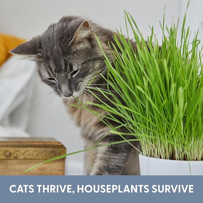 The Cat Ladies Cat Grass Refill Kit 100% Organic Cat Grass Seed and Coco Coir Soil Disks - 3 Pack