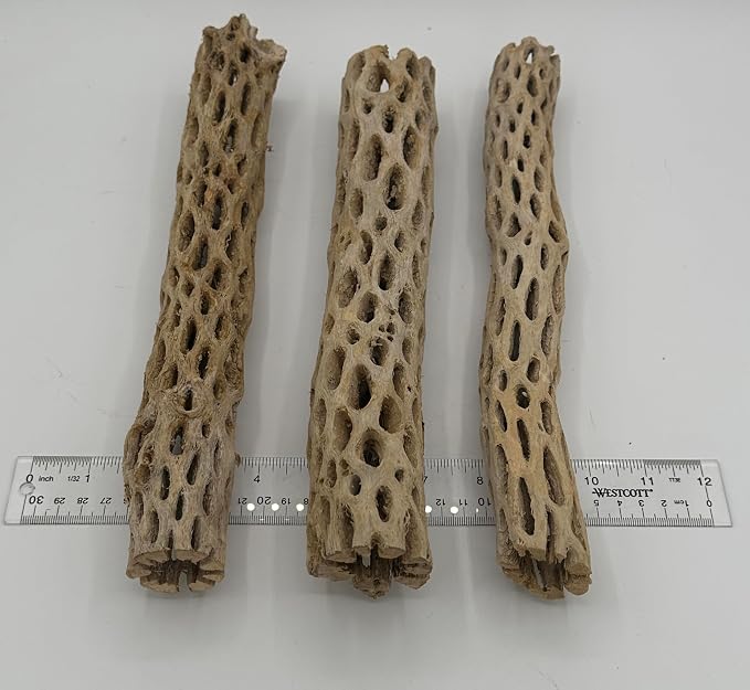 Awesome Aquatic XL Cholla Wood Tubes, Teddy Cane, 12" x up to 2" | XL Hideouts • Hollow tubes • Natural biofilm surface • Secure hideouts • Shrimp plecos hermit crabs reptiles • Natural décor