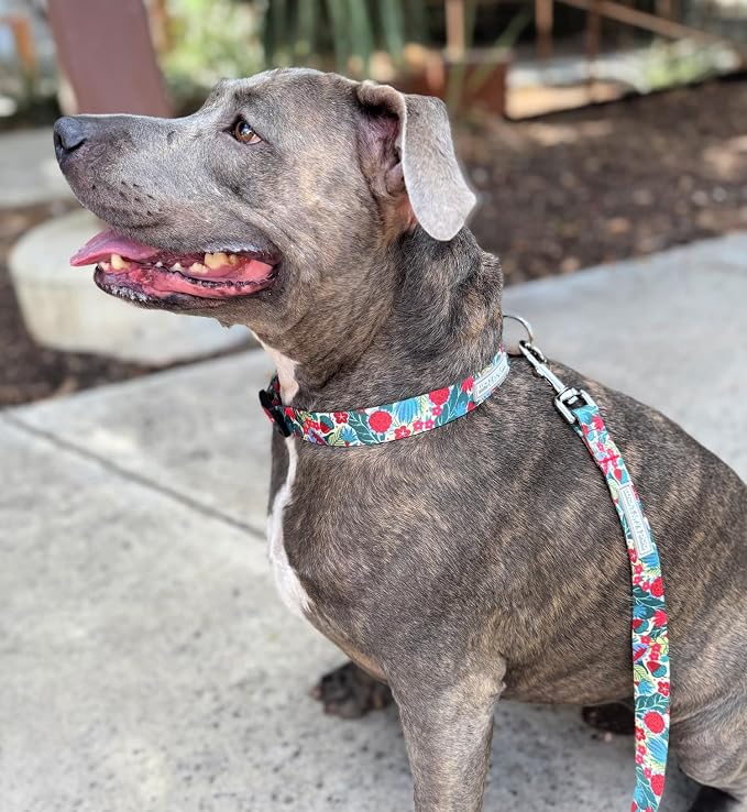 Lucky Love Dog - Easy Click Buckle Dog Collar with Leash Set Combo, Durable & Comfortable for Male & Female Dogs, Pet Collar for Small Dogs, Secure Fit - Ginny Combo, XS