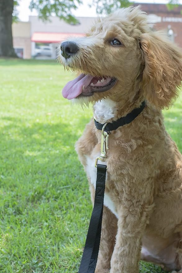 Country Brook Petz - Everyday Nylon Dog Collar and Leash - 10+ Cool Colors (3/8 Inch, Extra Small, Black)