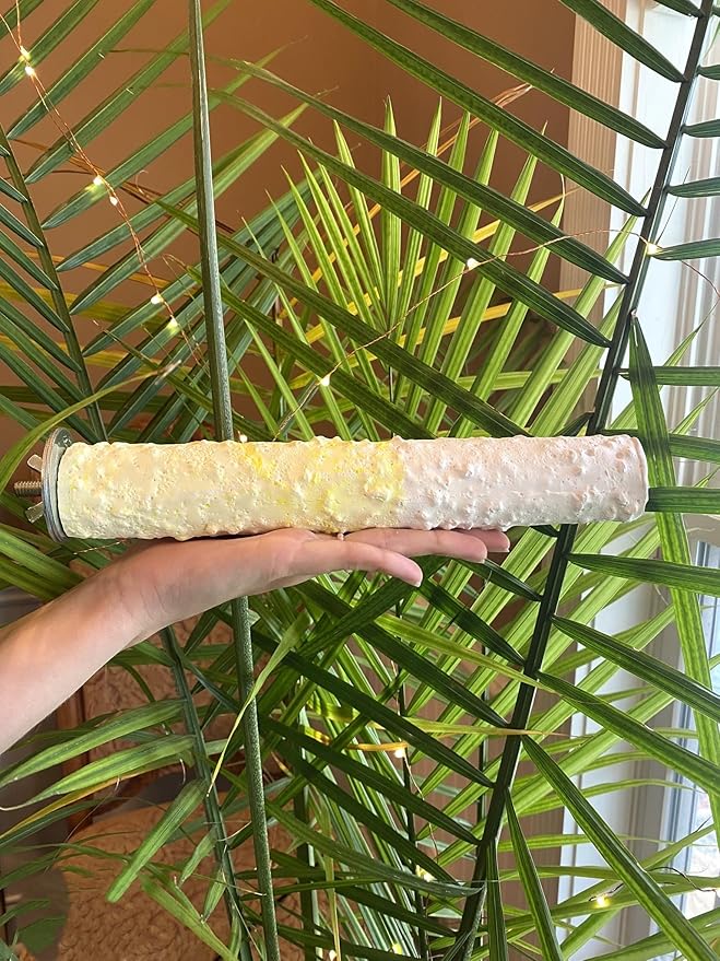 Polly's Edible Cuttlebone Calcium Bird Cage Perch for Budgies, Parakeets, Amazons, Blue & Golds, Macaws and Cockatoos.… (Pineapple, Large)