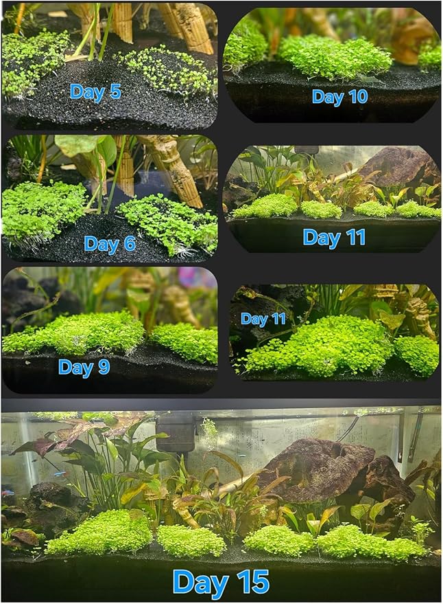 2 Pack Aquarium Plants for Fish Tank Easy Growing Real Carpet Decor for Fish Tank