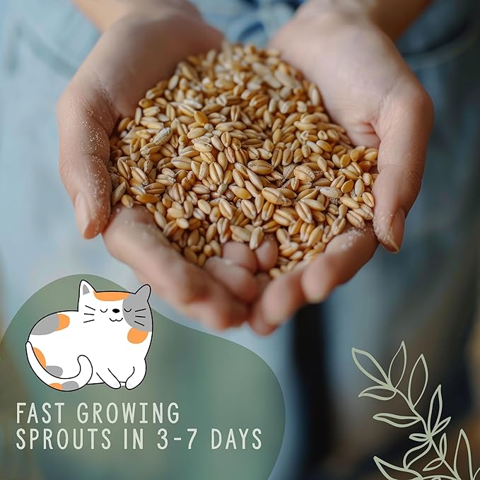 Organic Wheatgrass Cat Grass Premium Grow Kit 4 Pack | 100 % Wheatgrass Seeds Non‑GMO Seeds for Cats & Humans