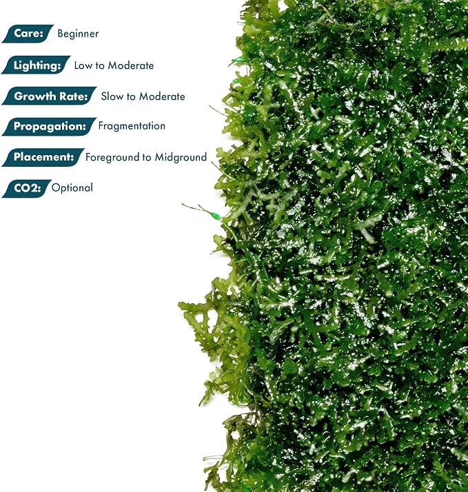 Live Aquarium Plants on Driftwood, Lava Rock, Moss, Fiber Mat - Freshwater Fish Tanks - Easy, Beginner Friendly (Mini Pellia on Stainless Steel Mesh, 5 Pack)