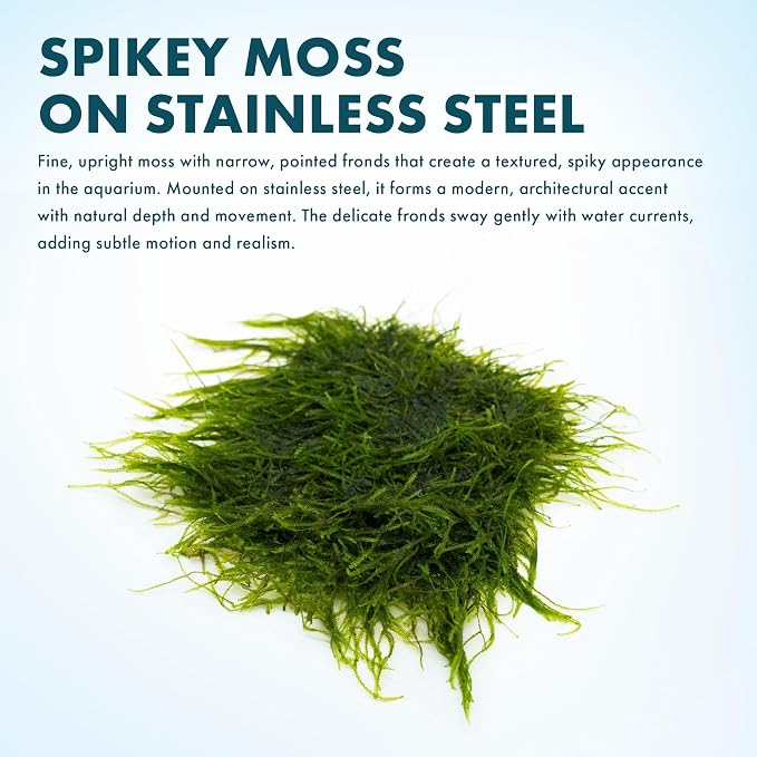 Live Aquarium Plants on Driftwood, Lava Rock, Moss, Fiber Mat - Freshwater Fish Tanks - Easy, Beginner Friendly (Spiky Moss on Stainless Steel)