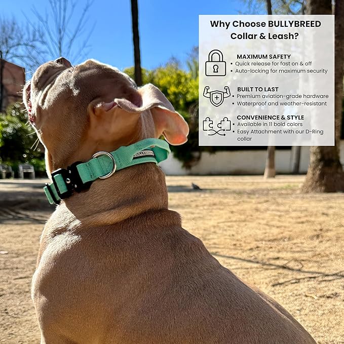 Tactical Dog Collar for Puppy, Heavy Duty Puppy Collar, Dog Collar for Small Dogs, Waterproof Dog Collar, Dog Training Collar, Quick-Release Buckle, Adjustable Sizes – BULLYBREED (Aquamarine, Small)