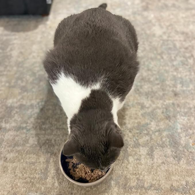 SPOT Ceramic Dish - Whisker-Friendly, Low-Edge Saucer for Cats, Birds, Reptiles, Ideal for Wet or Dry Food, Dishwasher Safe, 5.25-inch Diameter, Capacity: 2 Cups (16 Oz)