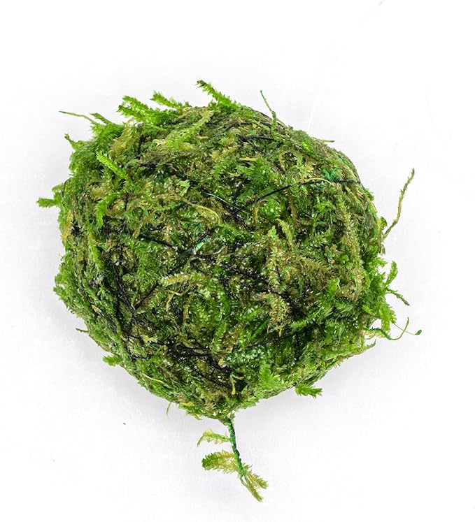 Live Planted Decor - Christmas Moss Ball - Deep Green Freshwater Aquatic Plant, Low Light Aquarium Hardscape Accent for Aquascaping, Moderate Growth Rate - 1 Pack