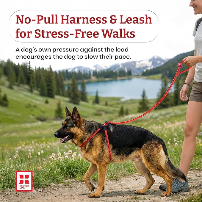 Harness Lead No Pull Dog Harness and Leash Set, Anti Pull Dog Harness for All Breeds and Sizes, One-Piece Cushioned Rope Design Safely Prevents Escaping and Pulling (Small/Medium, Blue/Multi)