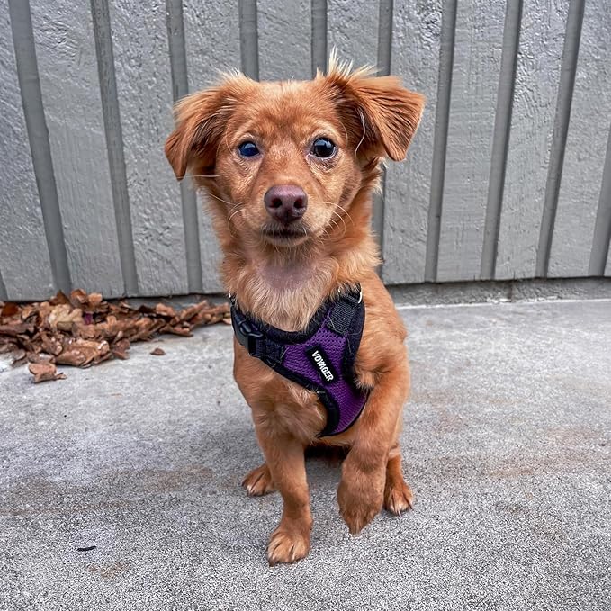 Voyager Step-in Pet Harness - All Weather Mesh, Adjustable Step in Harness for Cats and Dogs by Best Pet Supplies - Purple/Black Trim, M