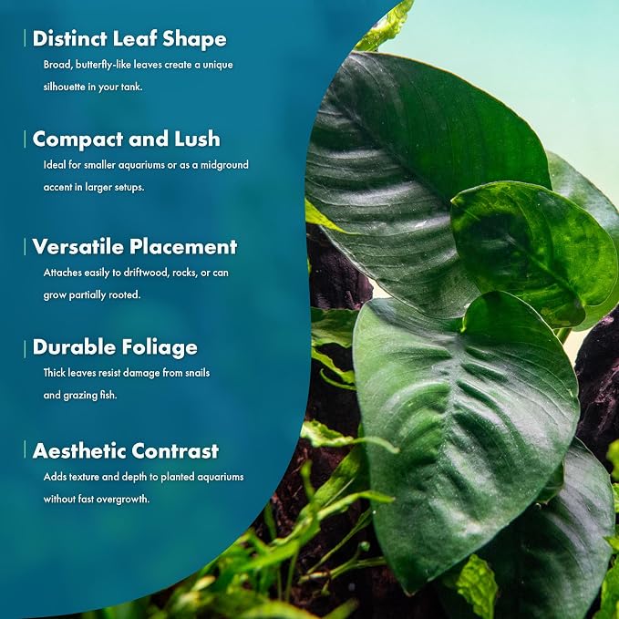 Anubias Live Aquarium Plants - Potted Freshwater Plant for Fish Tanks, Terrariums - Beginner Friendly Low Light (Barteri Butterfly, 5 Pots)