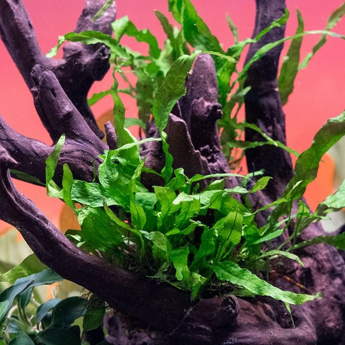 Java Fern Live Aquarium Plants - Potted Freshwater Plant for Fish Tanks - Beginner Friendly, Low Light (Narrow Mini, 3 Pots)