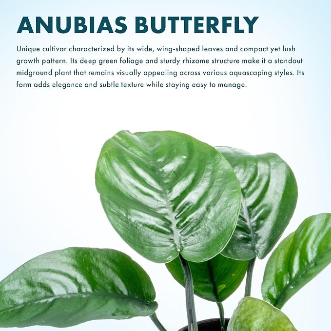 Anubias Live Aquarium Plants - Potted Freshwater Plant for Fish Tanks, Terrariums - Beginner Friendly Low Light (Barteri Butterfly, 3 Pots)