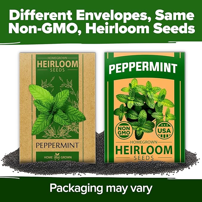 HOME GROWN Non GMO Peppermint Seeds Pack 2,370 Heirloom Mint Seeds for Planting. Grow Peppermint Plants in Your Herb Garden Indoors or Outdoors (Mentha x piperita)