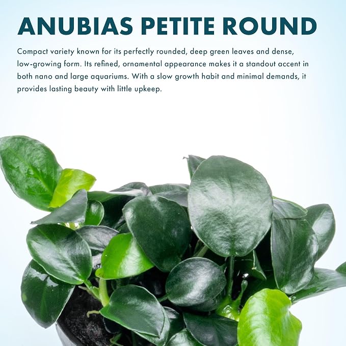 Anubias Live Aquarium Plants - Potted Freshwater Plant for Fish Tanks, Terrariums - Beginner Friendly Low Light (Barteri Petite Round, 1 Pot)