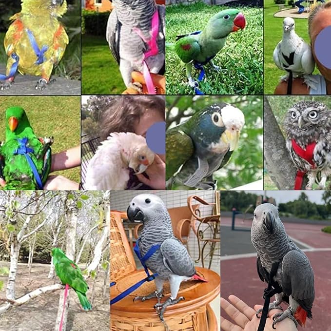 2 pcs Pet Parrot Bird Harness and Leash, Adjustable Training Design Anti-Bite, Outdoor Flying Training Rope Kit for Bird Parrots Fits Birds Chest Between46-76cm /18.11-29.92inch - XL (Blue)