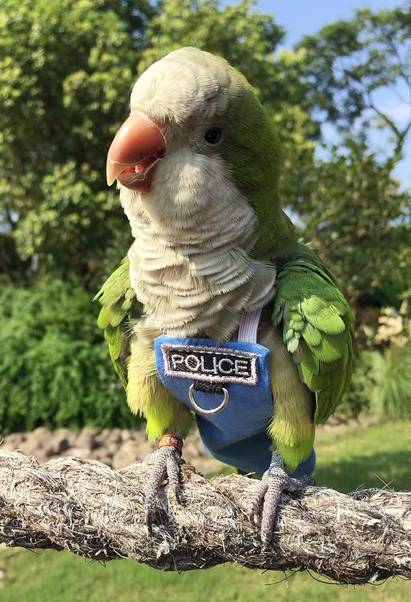 Parrot Flight Suits - Reusable Waterproof Diapers, Bird Clothes Pet Supplies Poli (5XL)