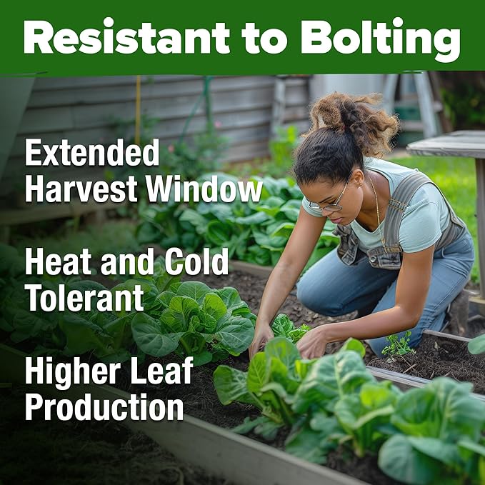 HOME GROWN Parris Island Romaine Lettuce Seeds 7000+ Bulk Pack Heirloom Non-GMO, High Germination, Crisp Cos Lettuce for Planting, Indoor Outdoor Hydroponic Garden, Slow to Bolt (Lactuca Sativa)