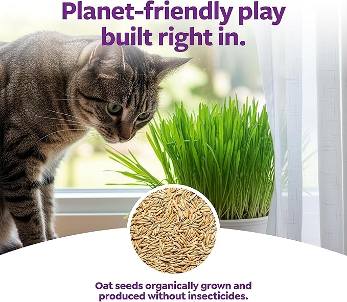 SmartyKat Sweet Greens Organic Oat Grass All-in-One Cat Grass Grow Kit, Easy-to-Grow to Support Digestion & Hairball Reduction