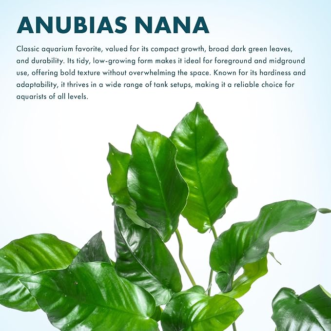 Anubias Live Aquarium Plants - Potted Freshwater Plant for Fish Tanks, Terrariums - Beginner Friendly Low Light (Nana, Mother Plant)