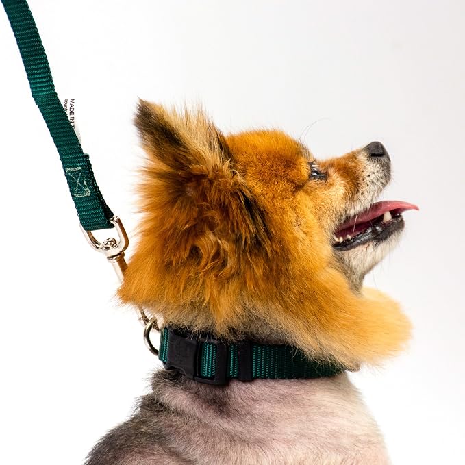 Country Brook Petz - Everyday Nylon Dog Collar and Leash - 10+ Cool Colors (3/8 Inch, Extra Small, Green)