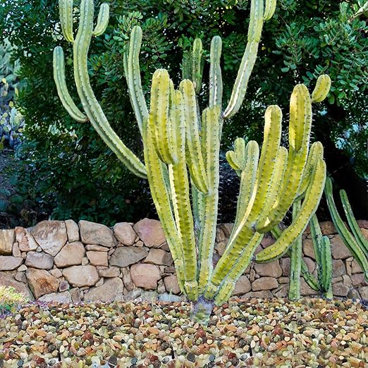 YISZM 10LB Succulent and Cactus Colorful Pebbles, 3/8 Inch Natural Decorative Polished Stones, River Rocks for Indoor Plants, Vases, Planters and Outdoor Gardening