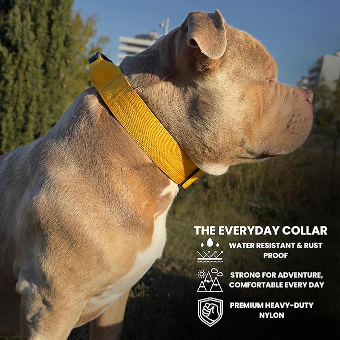 Heavy Duty Dog Collar, Tactical Dog Collar, Dog Collars for Medium Dogs, Waterproof Dog Collar, Dog Training Collar, Quick-Release Metal Buckle, Adjustable Sizes – BULLYBREED (Yellow, Medium)