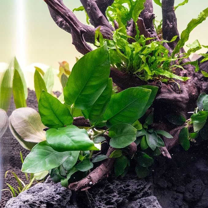 Anubias Live Aquarium Plants - Potted Freshwater Plant for Fish Tanks, Terrariums - Beginner Friendly Low Light (Nana, 3 Pots)
