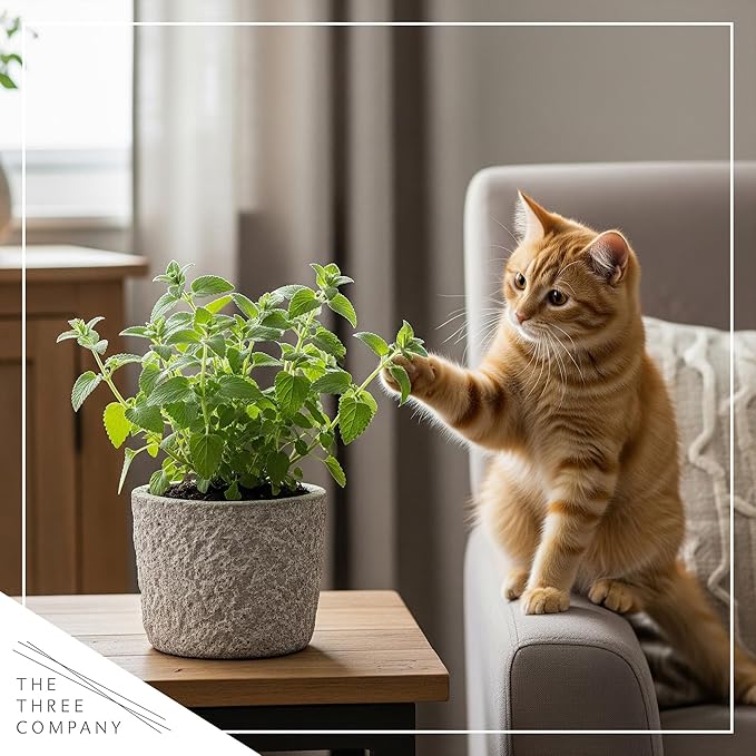 Live Catnip - Nepeta (4 Plants Per Pack) - Reduces Cat Stress and Anxiety - 8" Tall by 4" Wide in 1 Pt Pot