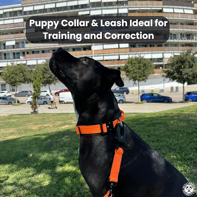 Tactical Dog Collar for Puppy, Heavy Duty Puppy Collar, Dog Collar for Small Dogs, Waterproof Dog Collar, Dog Training Collar, Quick-Release Buckle, Adjustable Sizes – BULLYBREED (Aquamarine, Small)