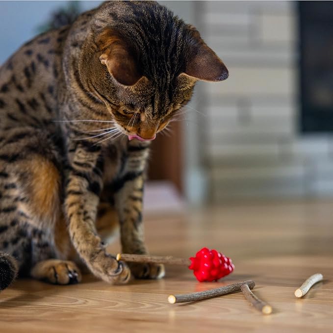 Catstages Dental Raspberry Teether with 4 Silvervine Sticks Included, Cat and Kitten Teething Toy, Red