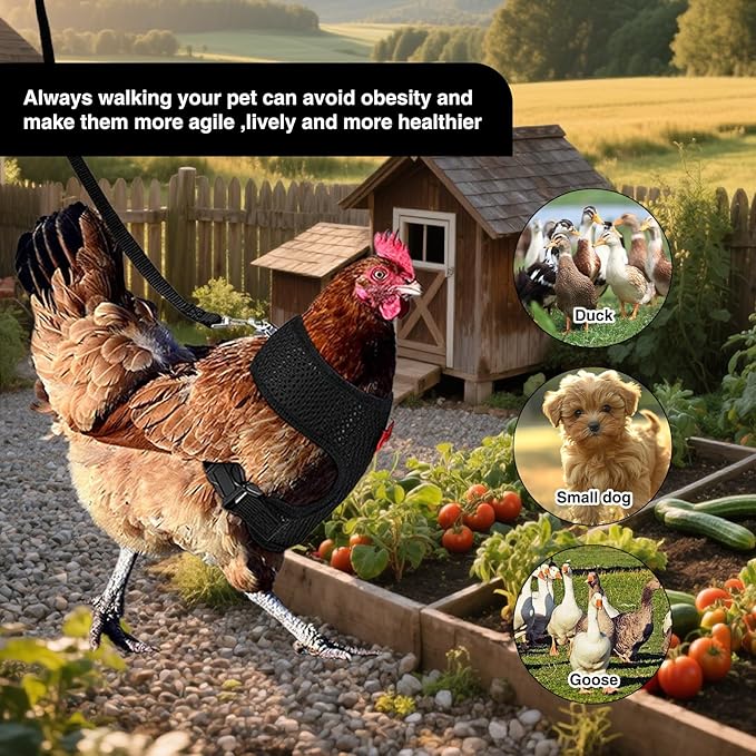 4 Pcs Chicken Harness and Leash, Adjustable Elastic Training Chicken Leash for Hens Duck Goose Pet (Medium)