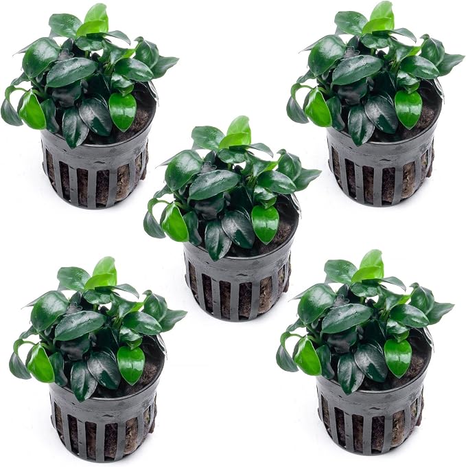 Anubias Live Aquarium Plants - Potted Freshwater Plant for Fish Tanks, Terrariums - Beginner Friendly Low Light (Nana Petite, 5 Pots)