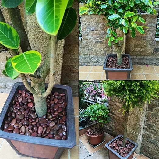 40lbs Red River Rocks for Landscaping, 2-3 Inch Natural Pebbles for Indoor Plants, High Polished Decorative Stones Garden Outdoor and Indoor DIY Vase Filler Fish Tank Aquariums