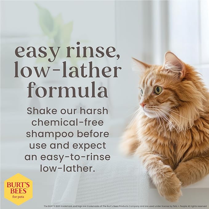 Burt's Bees for Pets Hypoallergenic Cat Shampoo with Shea Butter and Honey, Gentle Formula for Indoor Cats with Dry or Sensitive Skin, pH Balanced, Fragrance-Free, 10 Fl Oz - 6 Pack