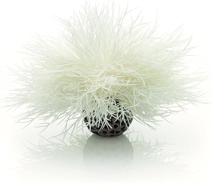 Sea Lily White
