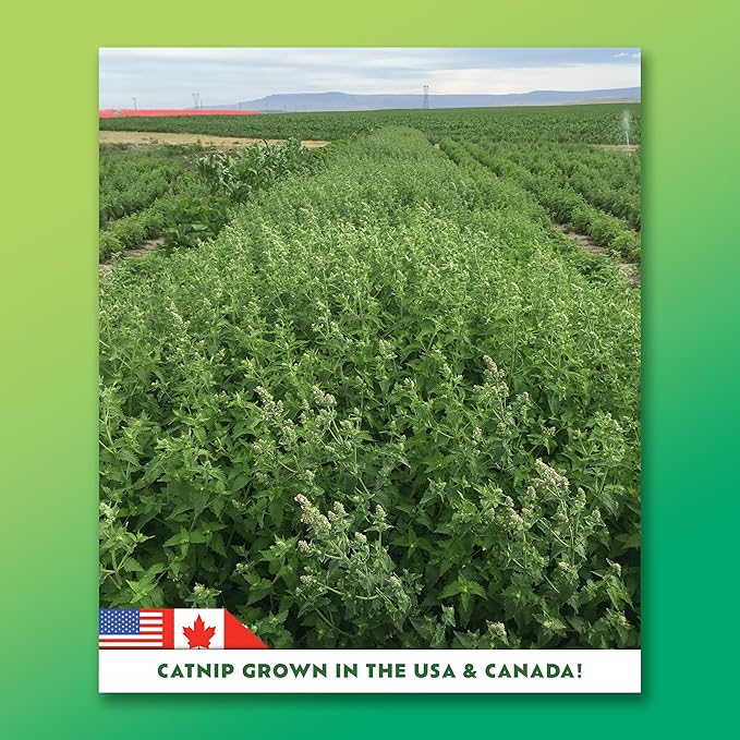 Super ZOOMIES Mix - 7 Ingredient Catnip Mix | Hand Harvested Fresh Catnip Grown in Canada and The USA