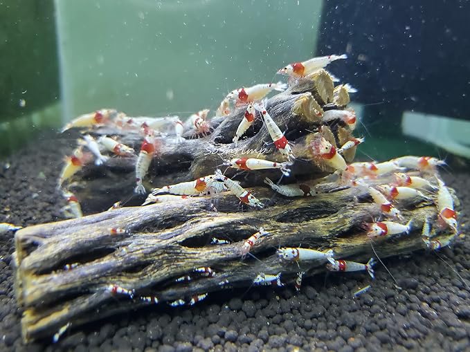 Natural Cholla Wood for Aquarium Decoration Shrimp and Fish Tank (4 Inch (5 Pack))