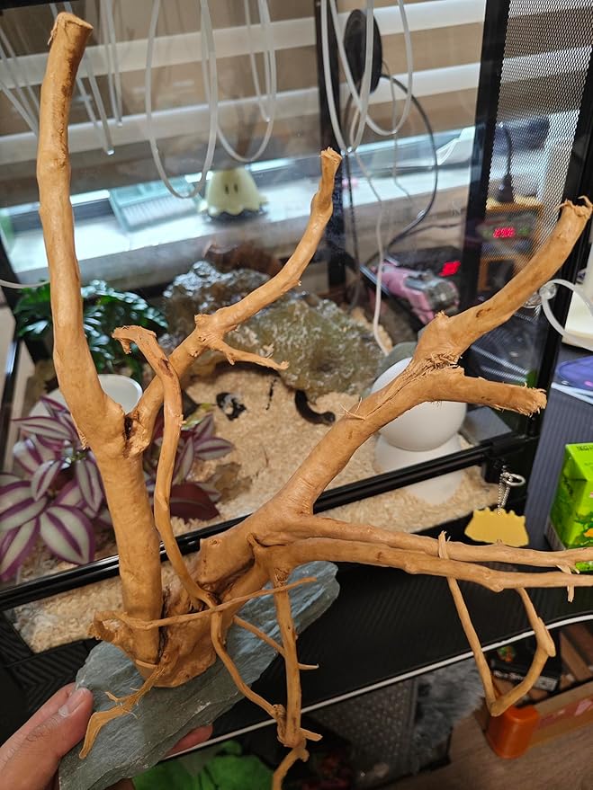AWXZOM Natural Large Spider Wood Driftwood for Aquarium, Terrarium, Vivarium, and Reptile, Aquarium Décor, Reptile Tank, Aquarium décor Wood Aquascaping Wood for Reptile Enclosure (9-14inch)