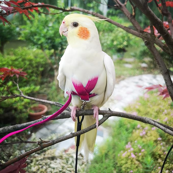 VANFAVORI Adjustable Bird Harness with 80 Inch Leash, Outdoor Flying Kit Training Rope for Bird Parrots Cockatiel S Size Weight 70-120 Grams,Magenta